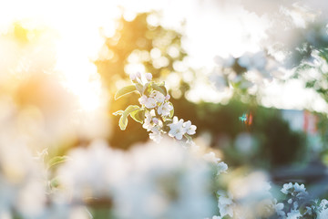 Spring time apple tree blossom background with sun. Beautiful nature scene with blooming apple tree and sun flare. Sunny spring wallpaper