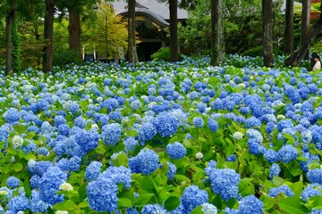 雲昌寺（あじさい寺）秋田県男鹿市