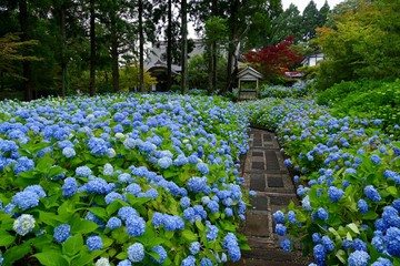 雲昌寺（あじさい寺）秋田県男鹿市