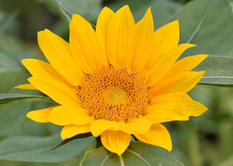 closeup of a sunflower