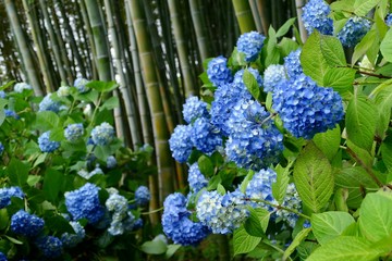 雲昌寺（あじさい寺）秋田県男鹿市