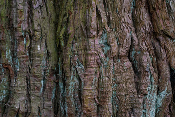 close up old dry tree bark texture and background