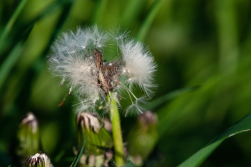 Insect eating a dandelion