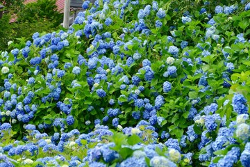 雲昌寺（あじさい寺）秋田県男鹿市