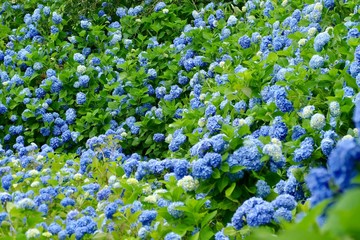 雲昌寺（あじさい寺）秋田県男鹿市