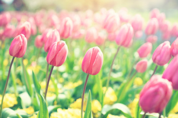 Close up of red tulip field flower in spring at the garden