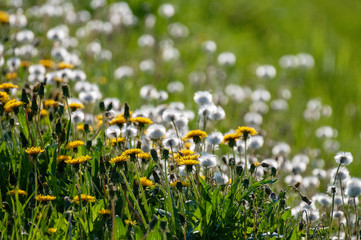 Limited depth of field impression of a field of dandelions