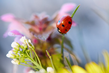 Naklejka premium Ladybug in the green leaf.