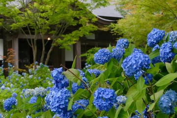 雲昌寺（あじさい寺）秋田県男鹿市