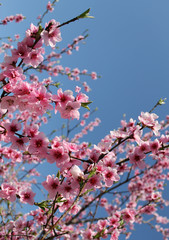 pink cherry blossom flower in spring time over blue sky.