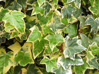 蔦の葉