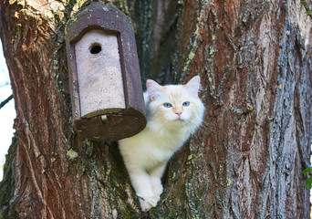 Katze auf Singvogeljagd