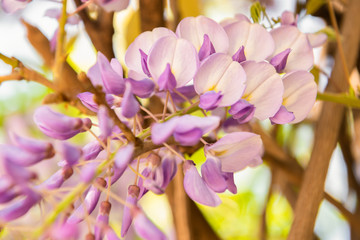 Fototapeta premium Purple Glicina Wisteria sinensis