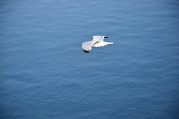 Goéland en plein vol au dessus de l'océan Atlantique, symbole de liberté