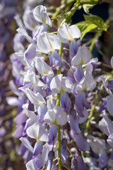 Hanging Wisteria flowers