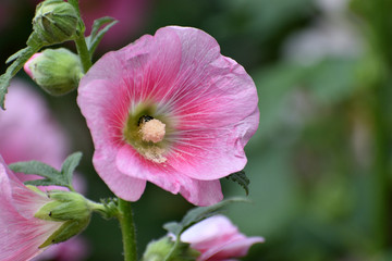 pink hibiscus flower