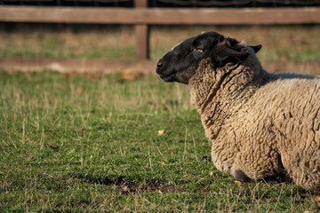 sheep grazing a grass on in a farm