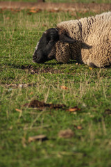 sheep grazing a grass on in a farm