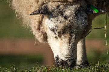 sheep grazing a grass on in a farm