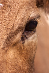 portrait of a cow