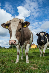 a cow on a blue background