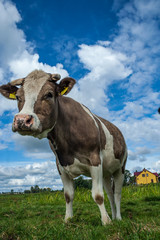 a cow on a blue background