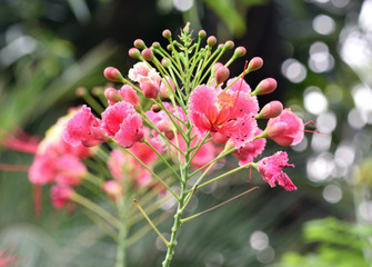  Flowers in the garden