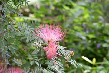  Flowers in the garden