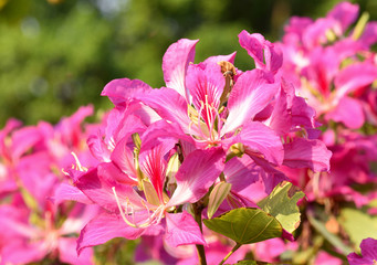 pink flowers in the garden