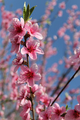 pink cherry blossom flower in spring time over blue sky.