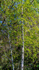 Fototapeta premium trees grow in the park