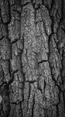 old tree trunk