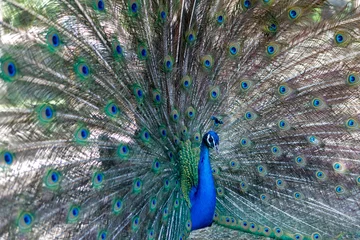 Fotobehang Amazing peacock during his exhibition © Gelpi