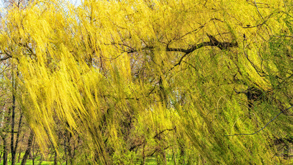 trees grow in the park