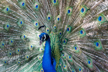 Obraz premium Amazing peacock during his exhibition
