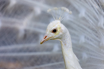 Portrait of a white peacock