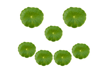 Plant leaves are green circles separated on a white background.