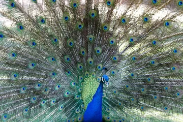 Fotobehang Amazing peacock during his exhibition © Gelpi