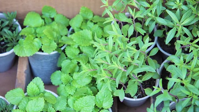 Several small herb plants in small plant pots