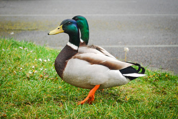 Two ducks over the grass