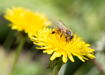 Busy honey bee feeding on dandelion.