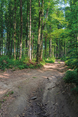 old country road through beech forest.  wonderful nature scenery. tall trees with lush green crowns in may