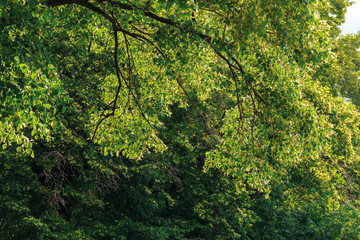 branches of linden tree in blossom. beautiful summer nature scenery