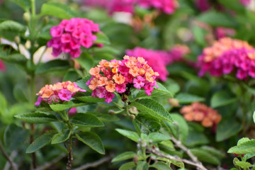 pink flowers in the garden