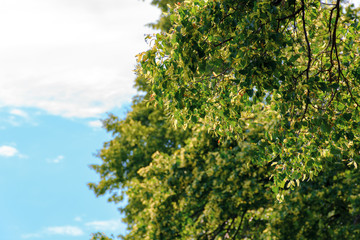 branches of linden tree in blossom. beautiful summer nature scenery. background with blurred clouds on a blue sky