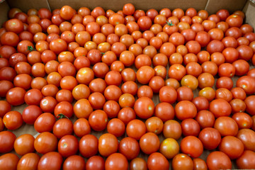 Red cherry tomatoes background, close up. Small tomatoes