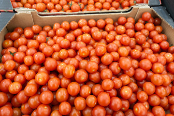 Red cherry tomatoes background, close up. Small tomatoes