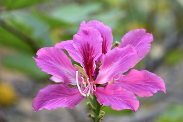  Flowers in the garden