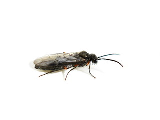 The sawfly Dolerus puncticollis isolated on white background