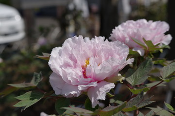 ピンクの牡丹